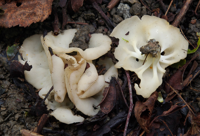 Helvella costifera